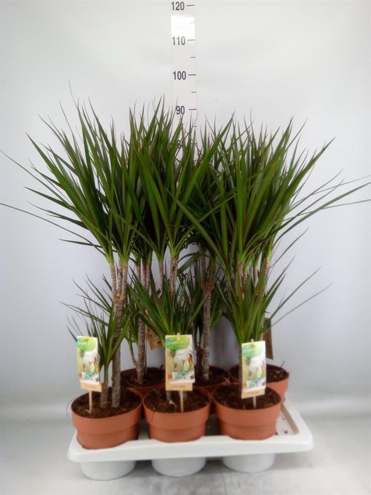 <h4>Dracaena marg.</h4>