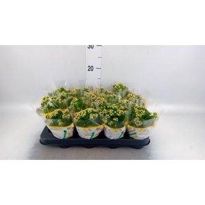 Kalanchoe blos. 'Calandiva Zeta'