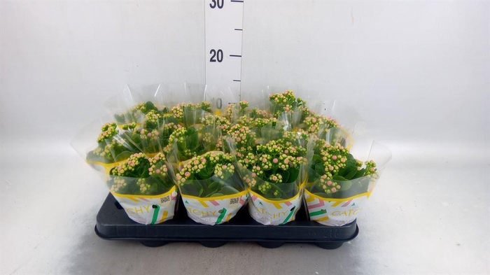 <h4>Kalanchoe blos. 'Calandiva Zeta'</h4>