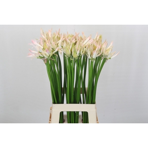 Nerine Bicolor Bionce