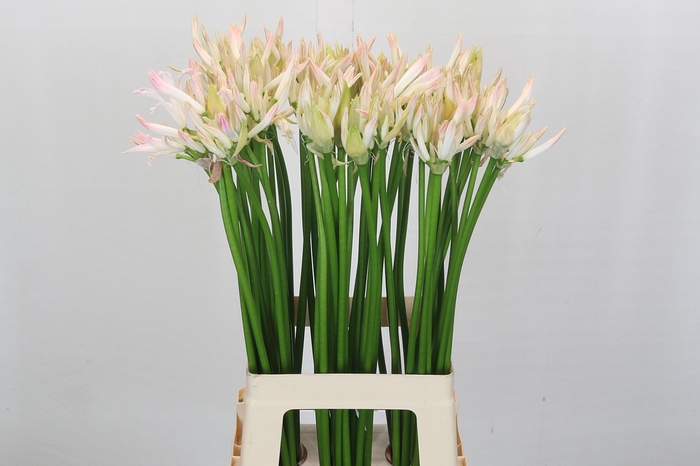 <h4>Nerine Bicolor Bionce</h4>