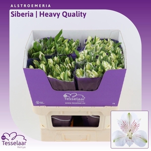 Alstroemeria Siberia