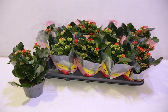 <h4>arr8 Kal Ge Gem 2 Kl</h4>