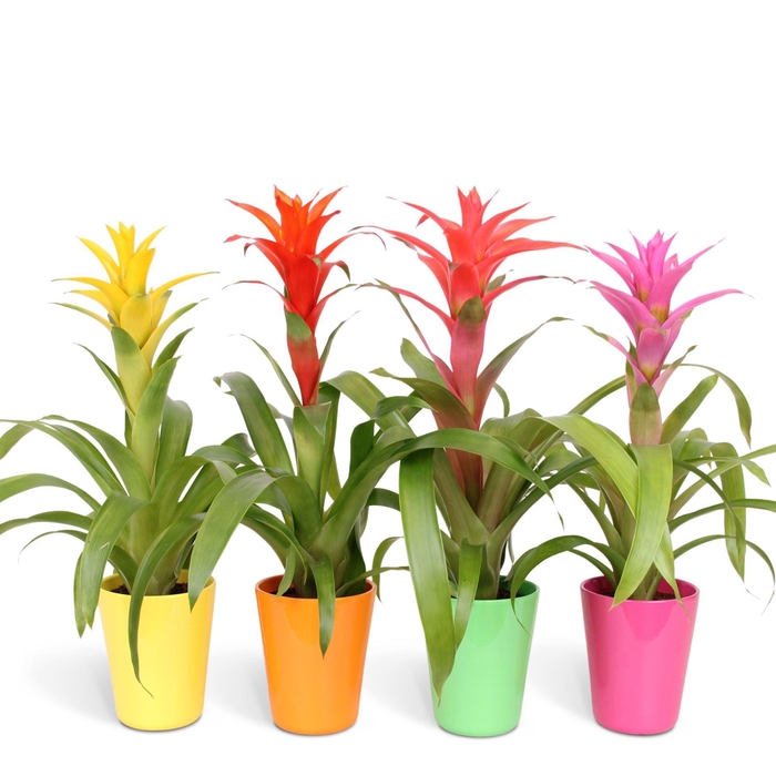 <h4>Guzmania gemengd 5 soorten</h4>