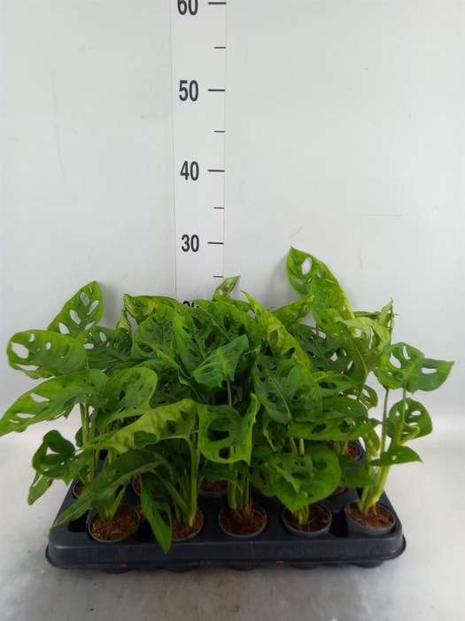 <h4>Monstera obliqua 'Monkey Mask'</h4>