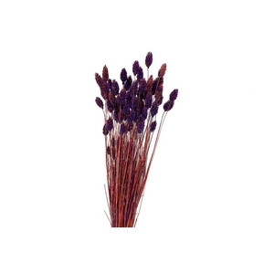 Dried Artz Phalaris Vermeer Bunch