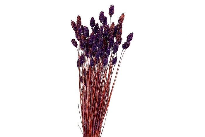 <h4>Dried Artz Phalaris Vermeer Bunch</h4>