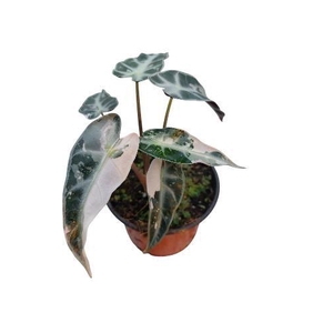 Alocasia Bambino pink variegata (kopie)