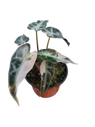 <h4>Alocasia Bambino pink variegata (kopie)</h4>