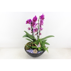 arr2 PL - Ebbischaal x2 phal. lila