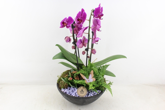 <h4>arr2 PL - Ebbischaal x2 phal. lila</h4>