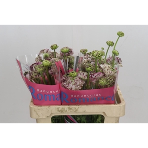 Ranunculus Brushmark Seti