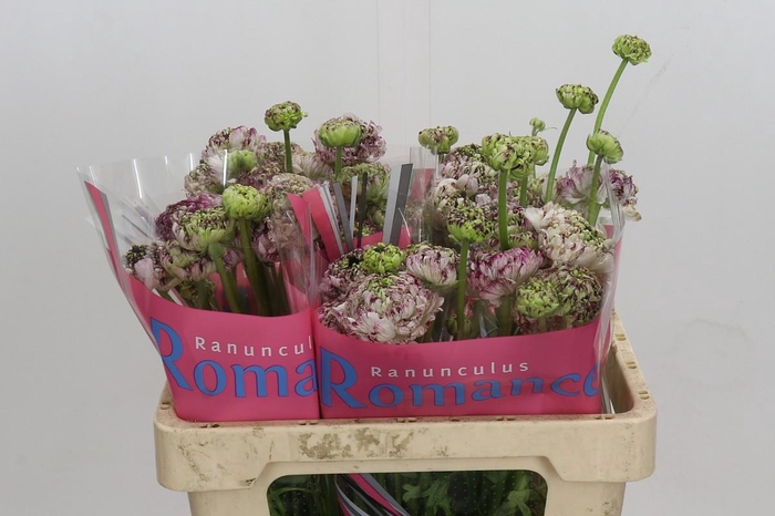 Ranunculus Brushmark Seti