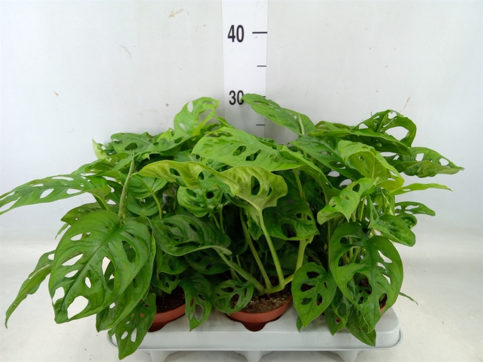 <h4>Monstera obliqua 'Leichtlinii'</h4>