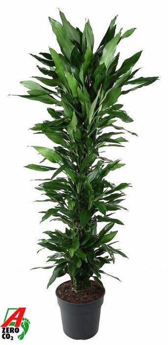 <h4>Dracaena fr de 'Janet Lind'</h4>