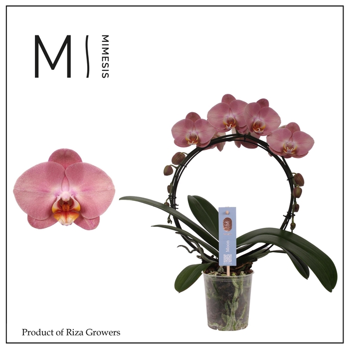 <h4>Phalaenopsis Moon Old Pink 16+ - 12cm | Mimesis</h4>