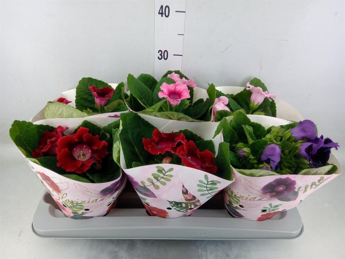 <h4>Sinningia   ...mix</h4>