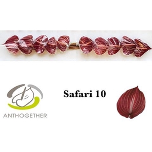 Anthurium Safari