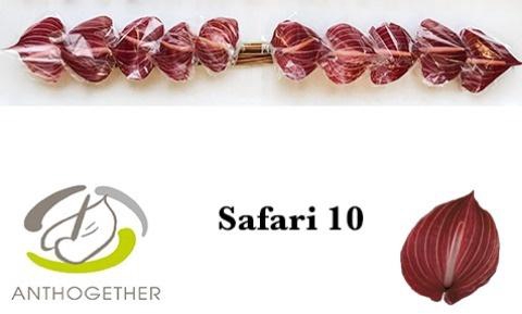 <h4>Anthurium Safari</h4>