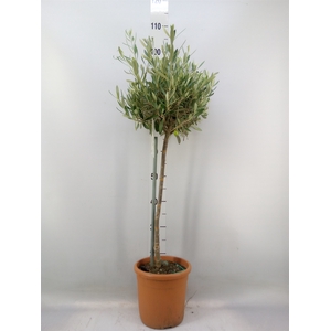 Olea europaea