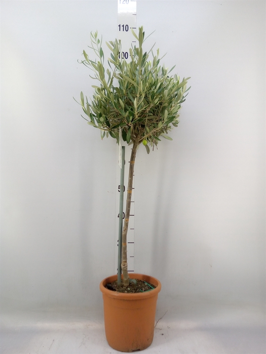 <h4>Olea europaea</h4>