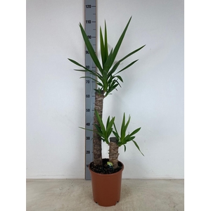 YUC ELEPHANTIPES