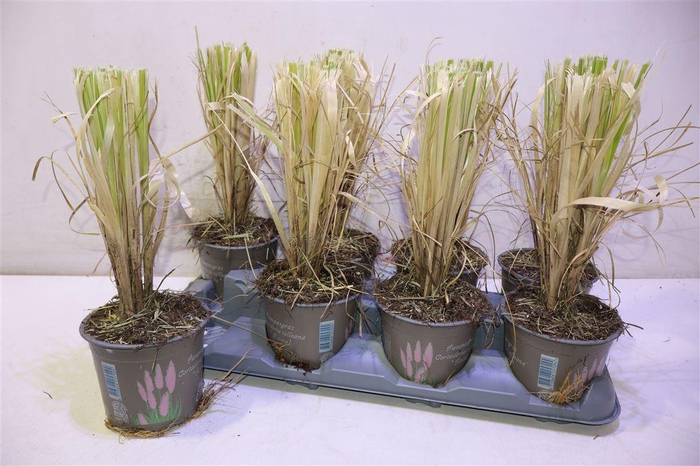 <h4>Corta Se Rosea</h4>