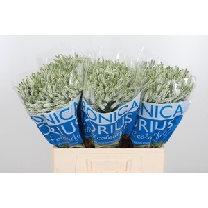 Veron Smart Wave Spary