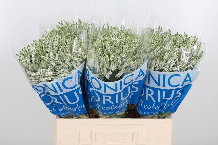 <h4>Veron Smart Wave Spary</h4>