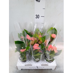 Anthurium andr. 'Spirit'