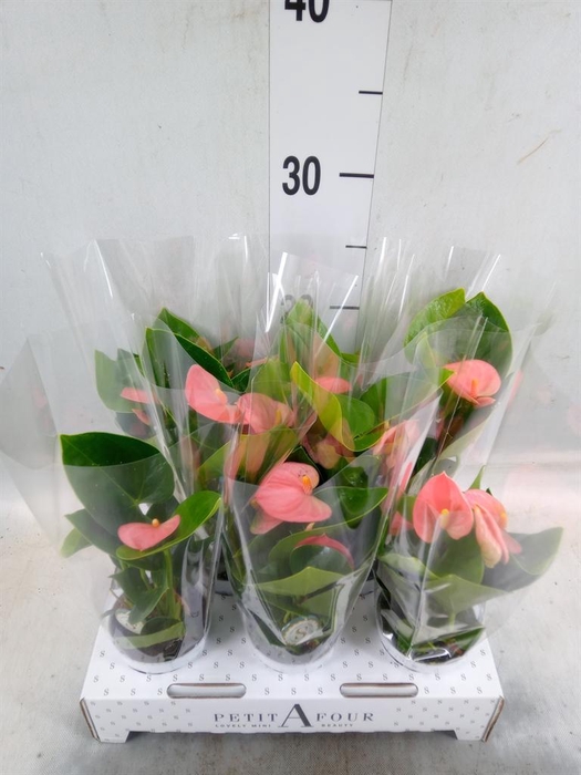 <h4>Anthurium andr. 'Spirit'</h4>