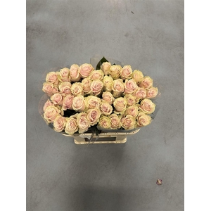 R GR Pink Mondial X10