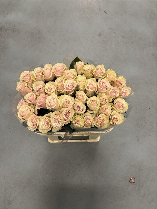 <h4>R GR Pink Mondial X10</h4>