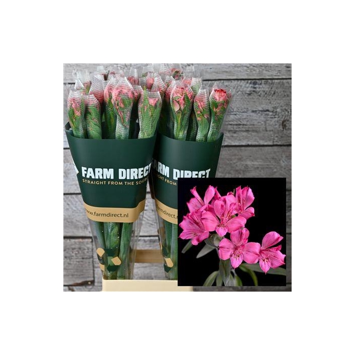 <h4>Alstro Amposta 70gr</h4>