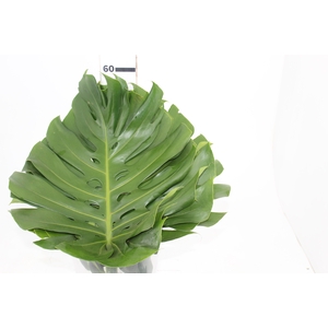 FOLHAGEM MONSTERA DELICIOSA 040 CM