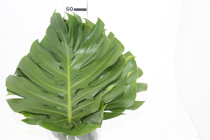 <h4>FOLHAGEM MONSTERA DELICIOSA 040 CM</h4>
