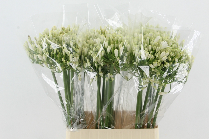 <h4>AGAP WHITE HEAVEN XXL</h4>