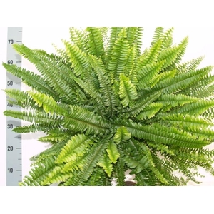 Nephrolepis Green Lady