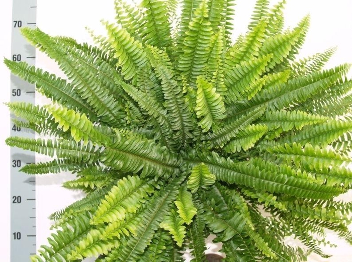 <h4>Nephrolepis Green Lady</h4>