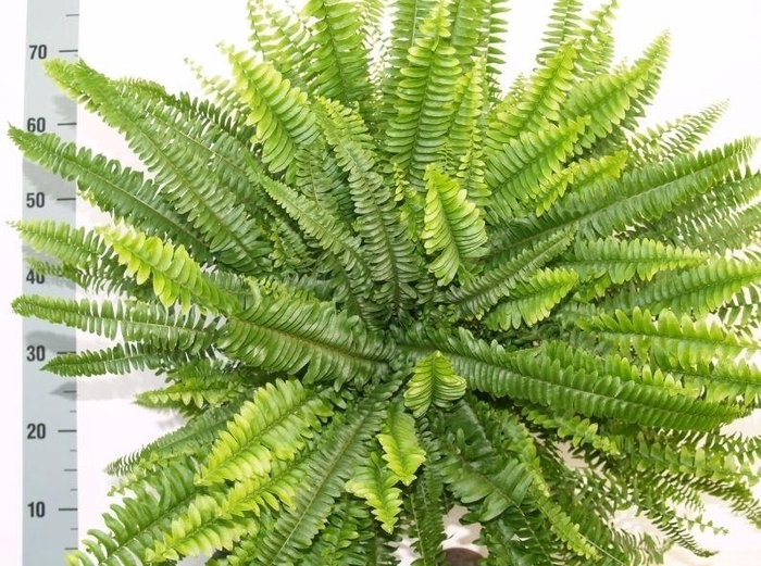 <h4>Nephrolepis Green Lady</h4>
