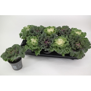 Brassica gekruld mix 10,5 cm