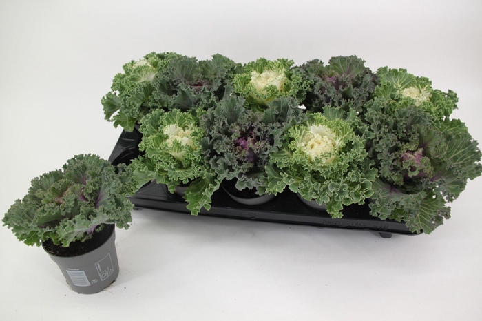 <h4>Brassica gekruld mix 10,5 cm</h4>