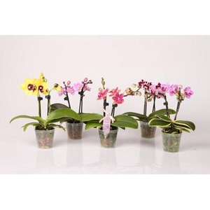 PHALAENOPSIS-HYBRID P6 2T SPEC KLEUREN