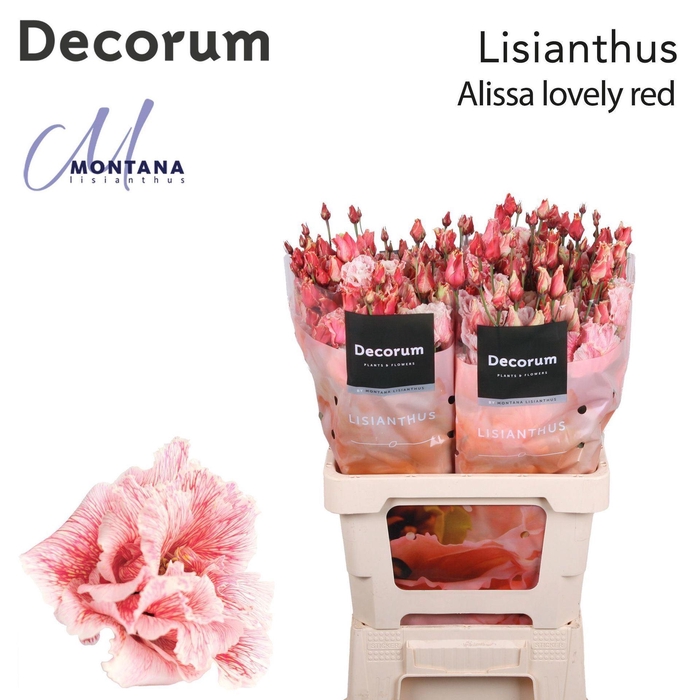 <h4>Eustoma russ. DU   ...</h4>