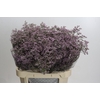 Limonium ov Safora Oshi Pink