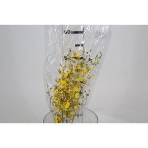 ONCIDIUM GOWER RAMSEY 050 CM