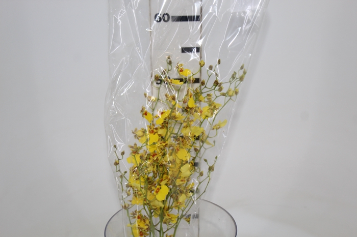 ONCIDIUM GOWER RAMSEY 050 CM