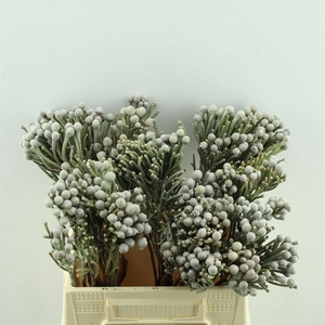 Kaaps Brunia Laevis (Silver)