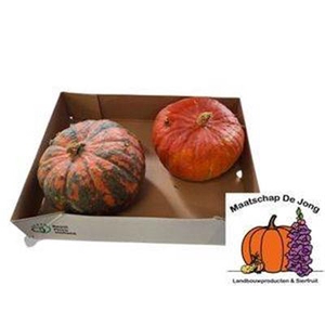 CUCURBITA ORANGE XL  SALE !!