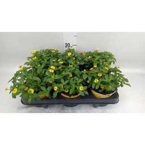Sanvitalia  'Yellow Beauty'